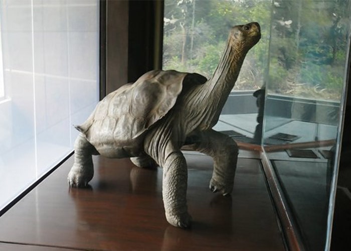 جرج آخرین لاکپشت گونه غول پیکر در گالاپاگوس