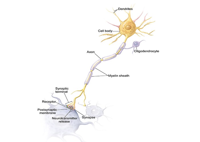 ساختار سلول عصبی - نورون