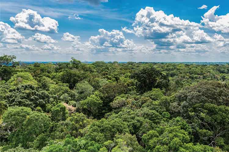 نگرانی دانشمندان: رئیس‌ جمهور جدید برزیل جنگل‌های آمازون را نابود می‌کند