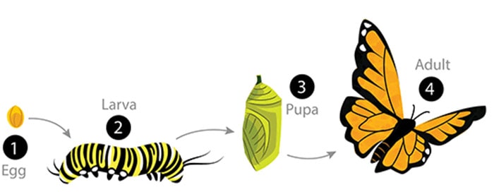 مراحل رشد و نمو حشرات