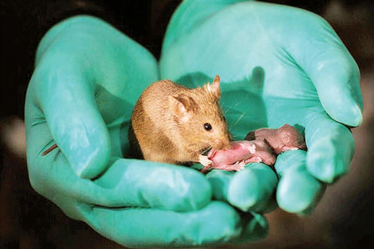 تولد موش‌های حاصل از والدین هم جنس؛ آیا انسان ها مورد بعدی خواهند بود؟