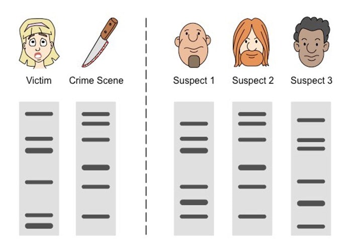 ژنتیک در علوم جنایی