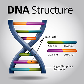 ساختار دی ان ای/DNA structure