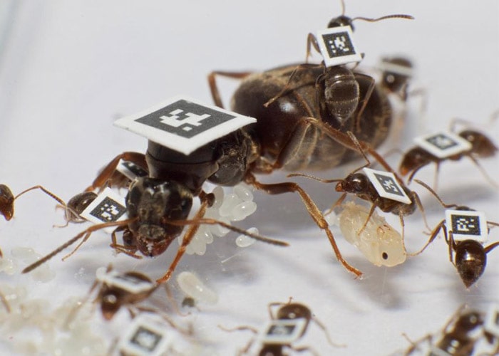 مورچه ها تگ دار شدن توسط پژوهشگران