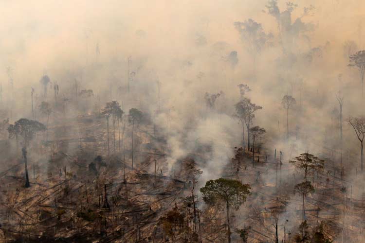 آمازون بالاترین میزان جنگل‌زدایی یک دهه اخیر خود را تجربه می‌کند