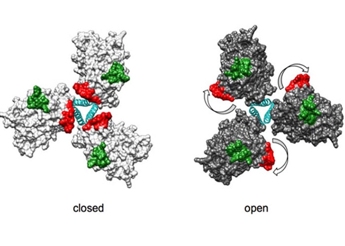 ساختار پروتئین پاکت HIV