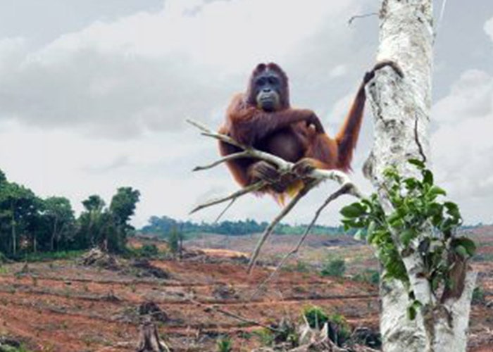 بی خانمان شدن اورانگوتان ها در اثر تخریب جنگل ها