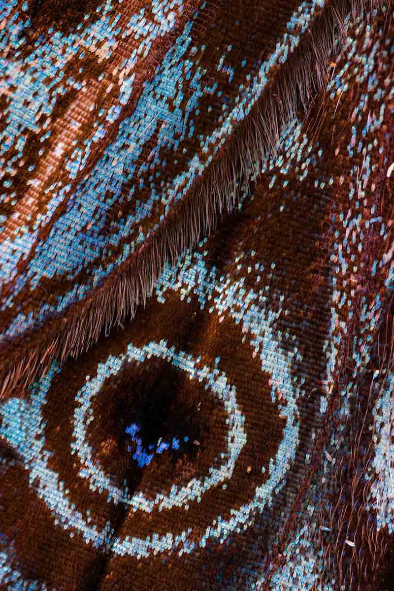 عکاسی ماکرو از بال‌های پروانه