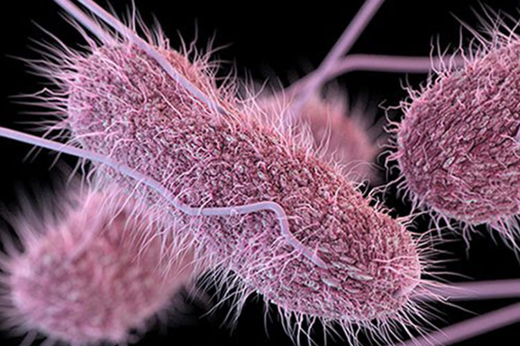 یادگیری ماشین در تشخیص عامل اصلی باکتری سالمونلا به کمک دانشمندان می‌آید