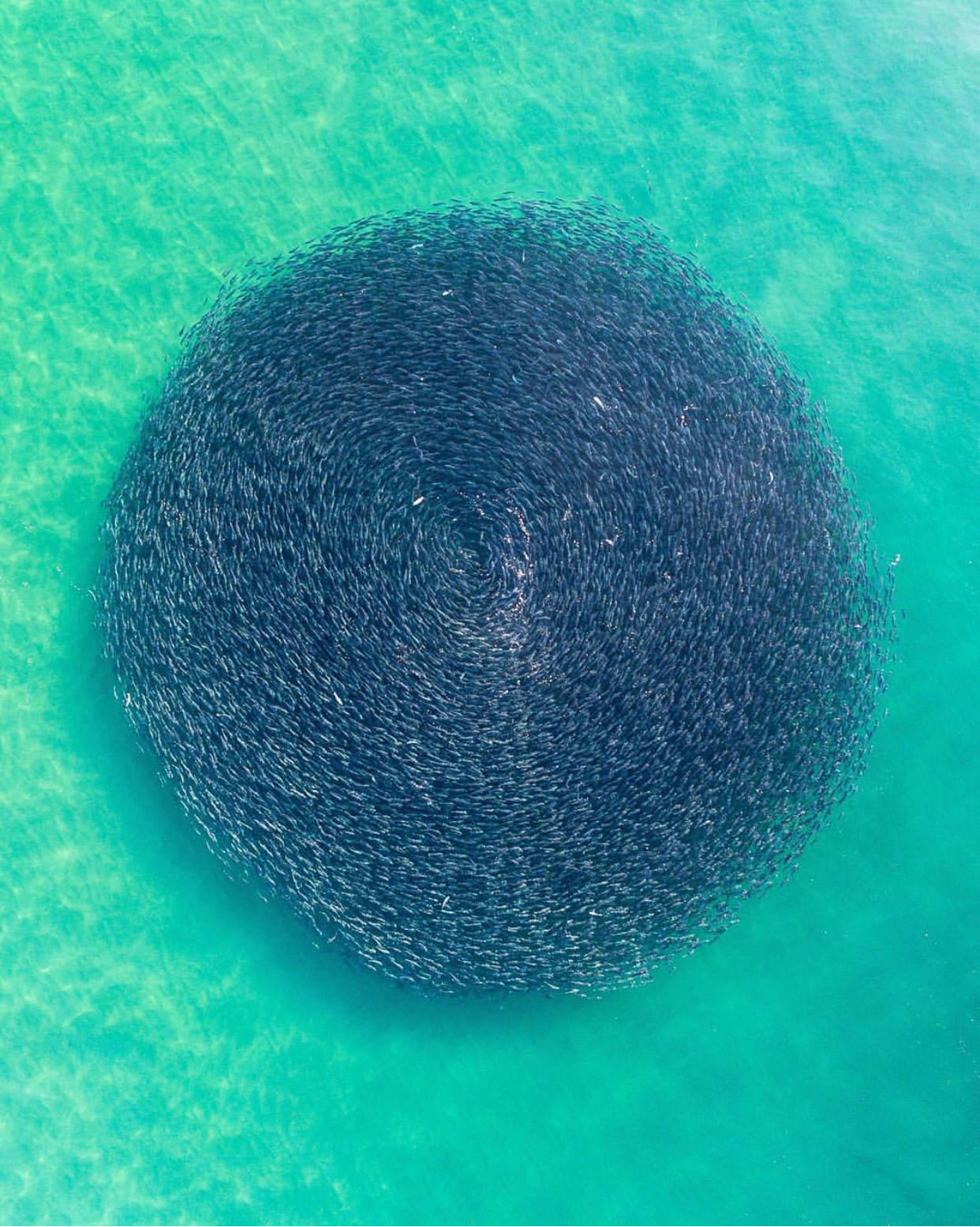 این عکس که تجمع دایره‌ای شکل ماهی‌های سالمون را در ساحل ومبرال در شهر نیوساوت‌ولز، نشان می‌دهد به یکباره ثبت شده و هیچ دستکاری و اصلاحی در آن اعمال نشده است. عکاس فردی به نام رید پلامر (Reed Plummer) است.