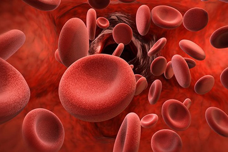 کشف منبع جدیدی از سلول‌های خونی در بدن انسان