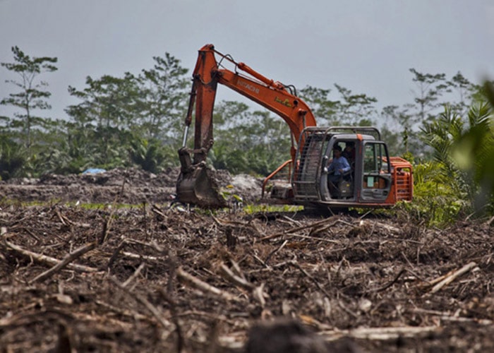 تخریب جنگل ها برای کاشت نخل روغنی