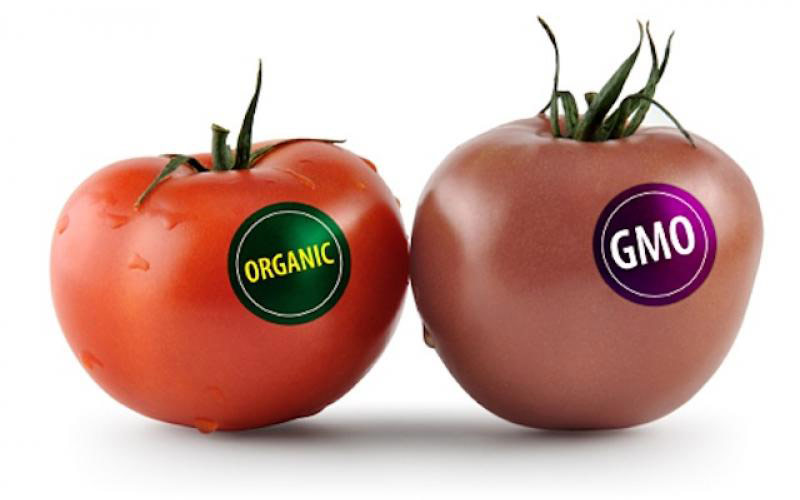 گوجه‌فرنگی اصلاح شده‌ی ژنتیکی / GM tomato
