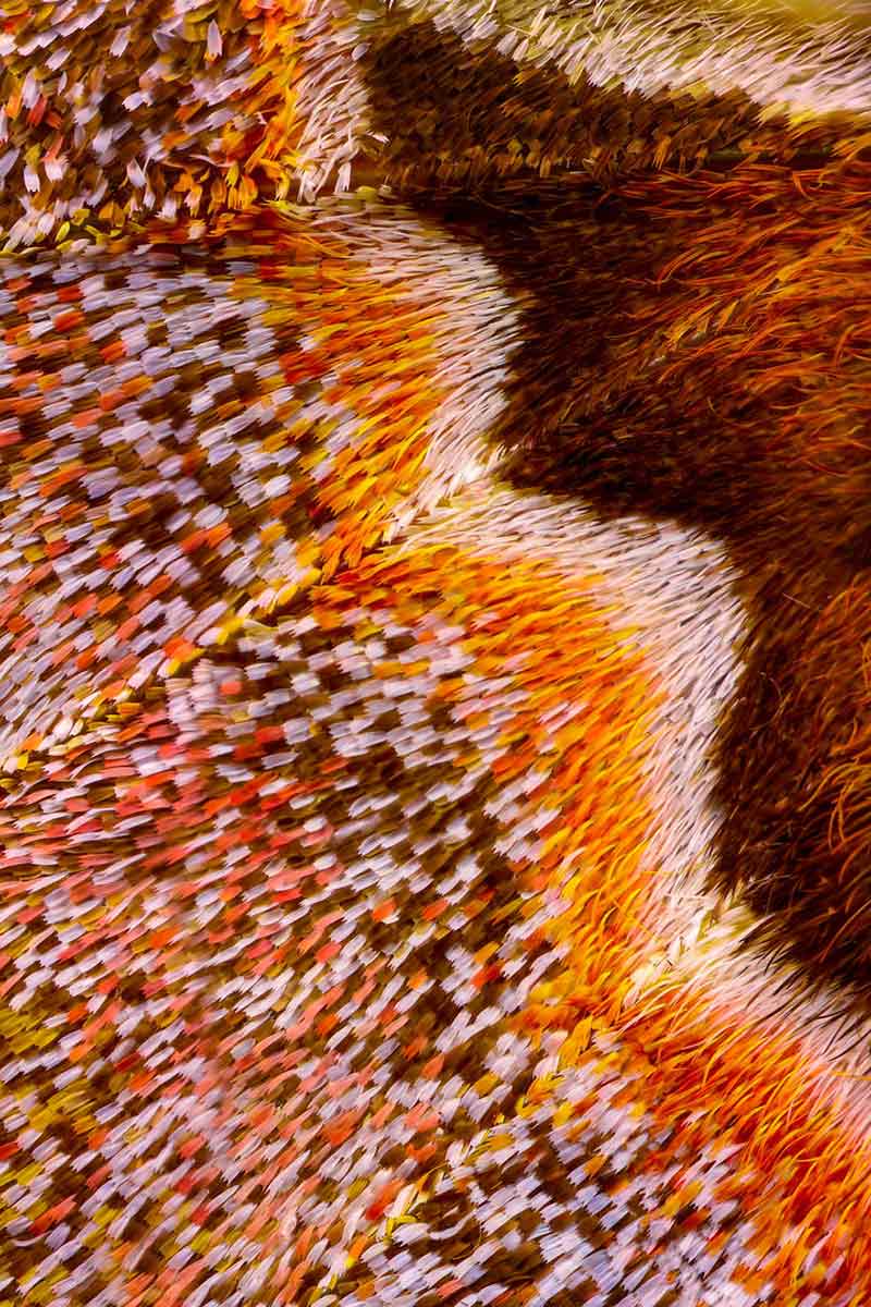 عکاسی ماکرو از بال‌های پروانه