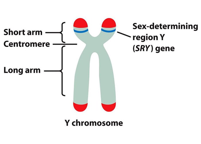 کروموزوم Y