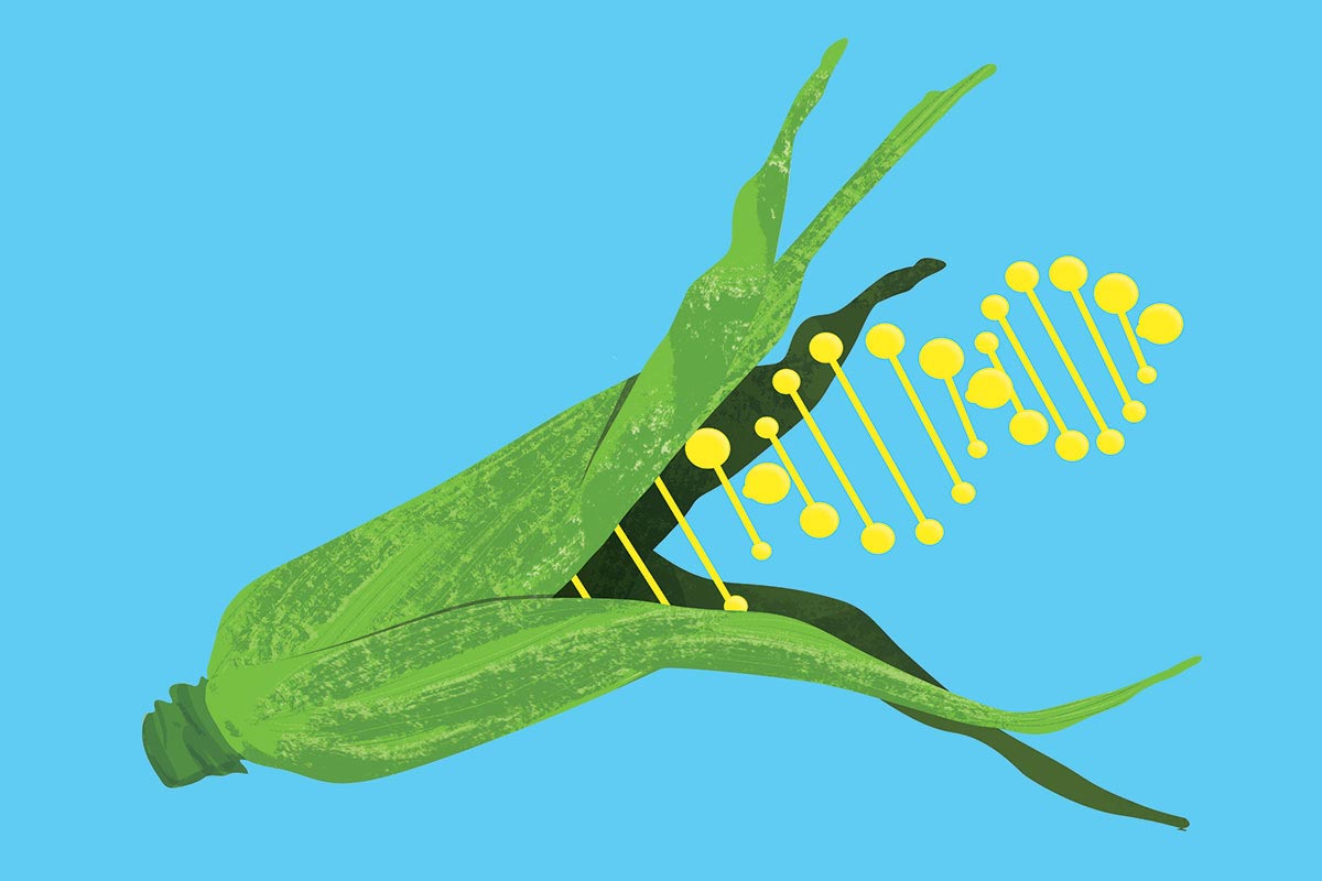 مواد غذایی اصلاح شده‌ی ژنتیکی / GM food