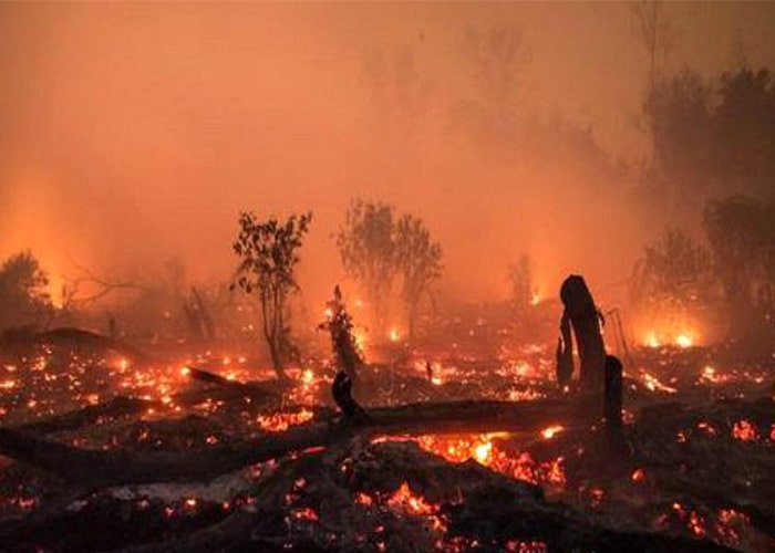 سوزاندن جنگل ها در بورنئو