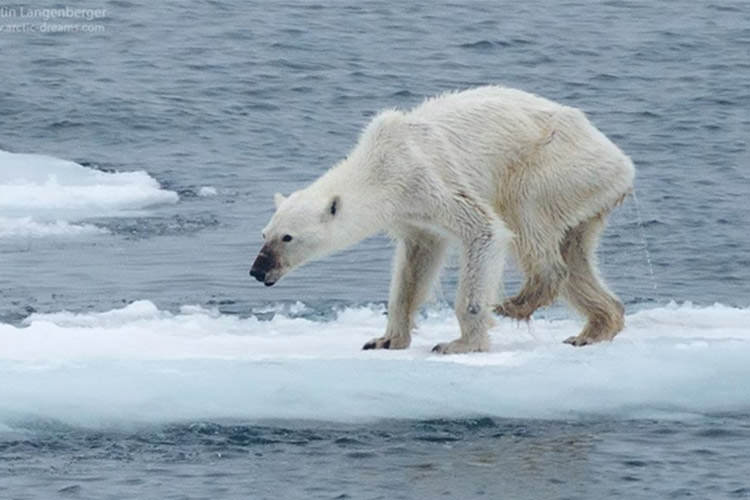 خرس های قطبی به سرعت در حال انقراض هستند