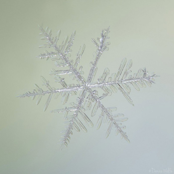 عکس ماکرو از دانه ی برف