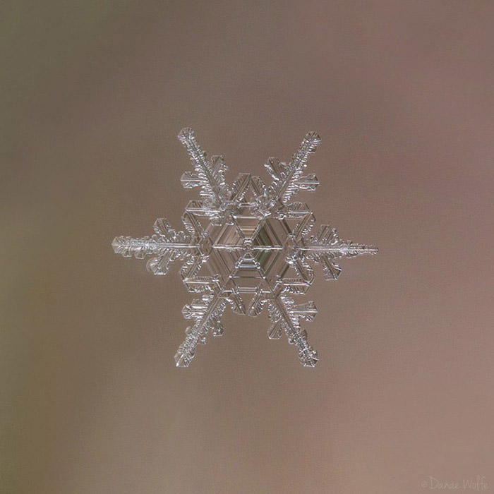 عکس ماکرو از دانه‌ی برف