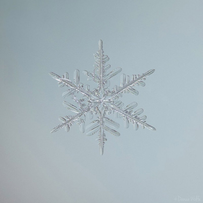 عکس ماکرو از دانه ی برف