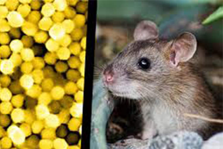 بازیابی بینایی موش‌های نابینا با روشی مبتنی بر کاربرد طلا و تیتانیوم