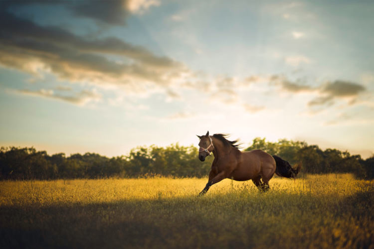 شاتر: عکاسی از اسب توسط یک عکاس پرتره 