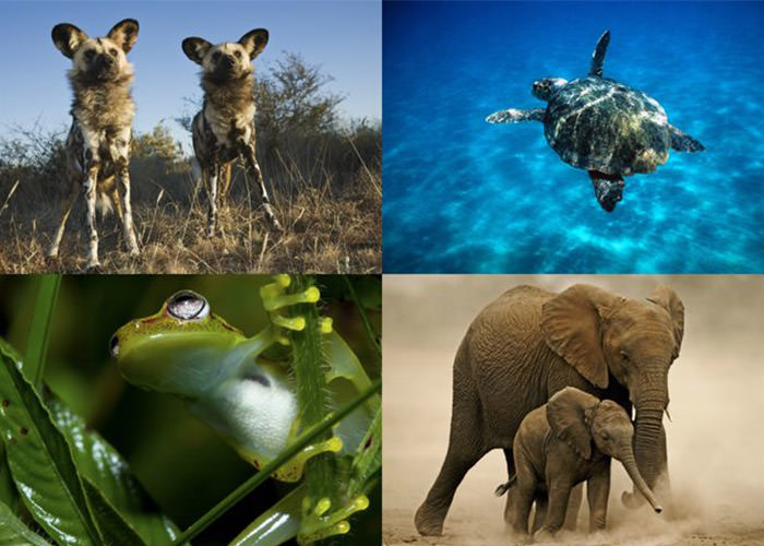 گونه های در معرض خطر انقراض