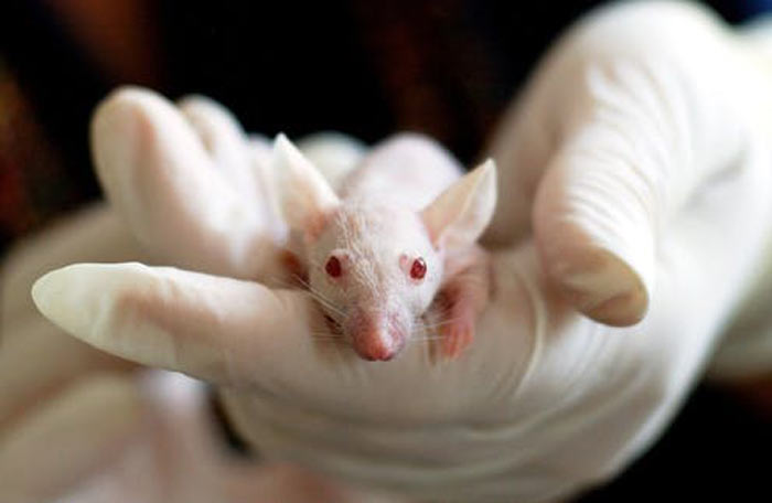 درمان برخی بیماری‌ها در موش‌ها