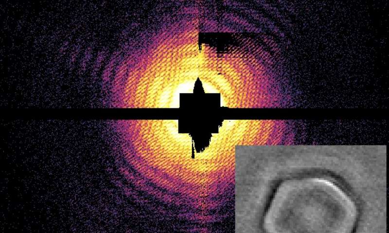 ساخت نخستین تصویر هولوگرافیک از ویروس‌ها با کمک لیزر