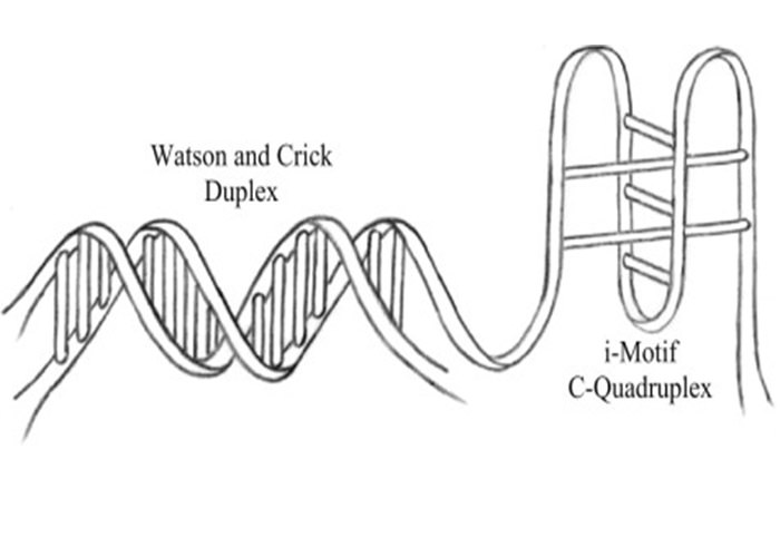 motif-i DNA