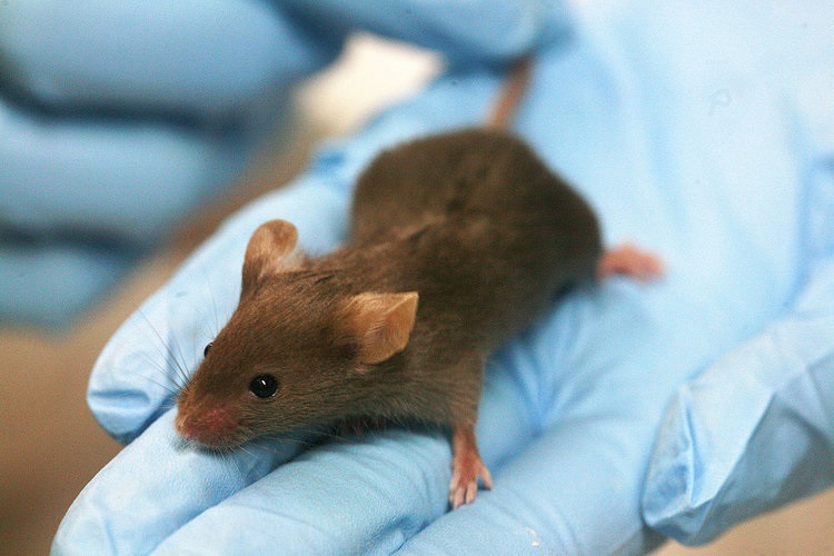ایجاد جنین مصنوعی در موش با استفاده از سلول های بنیادی