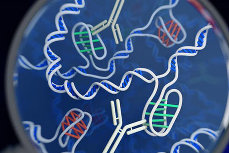 امکان تغییر شکل ساختار مارپیچ مولکول DNA با یک روش خاص
