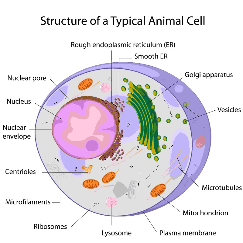 نمایی کلی از یک سلول جانوری