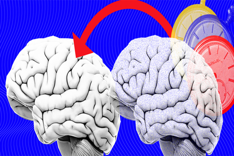 انتقال خاطرات از مغز یک حلزون به حلزونی دیگر برای نخستین بار