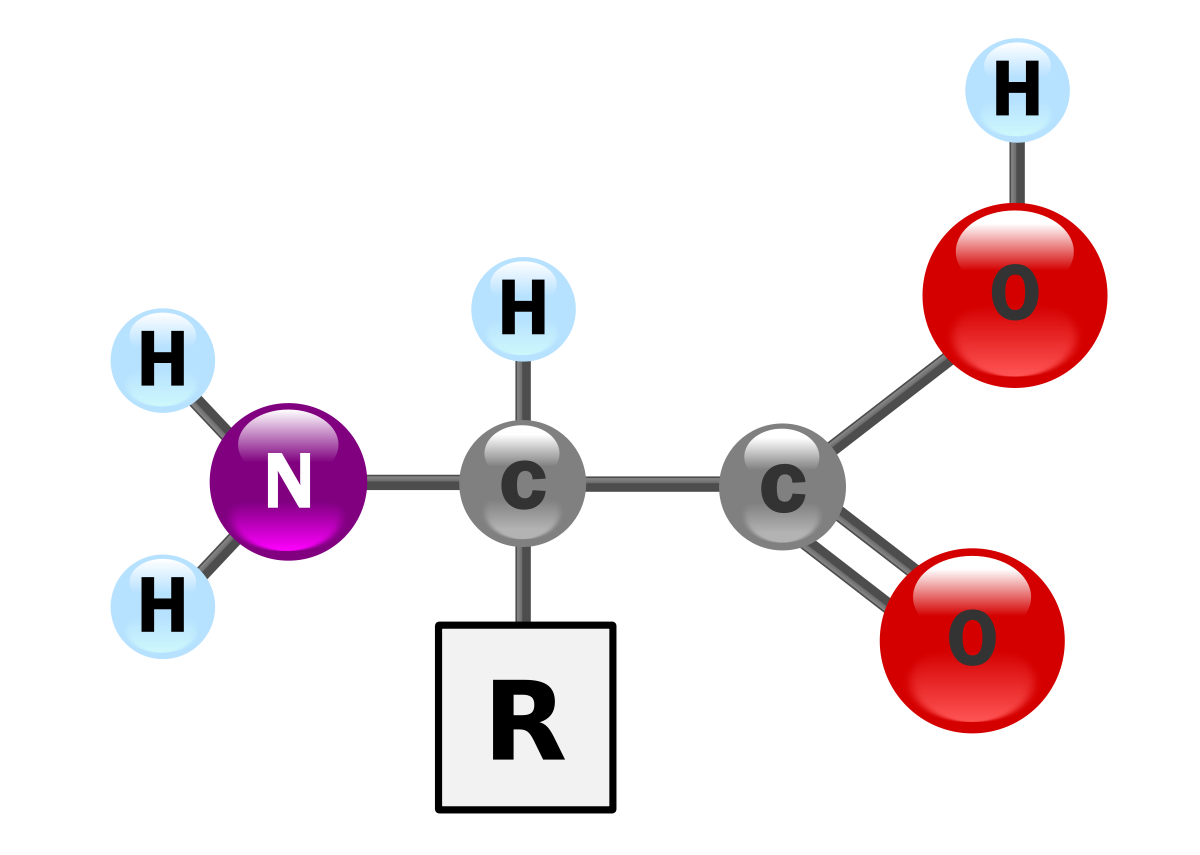 ساختار کلی آمینو اسید