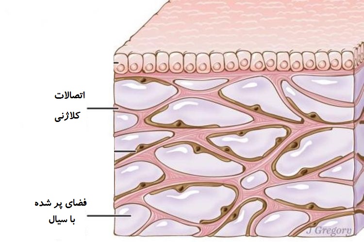 اینترستیشیوم interstitium 