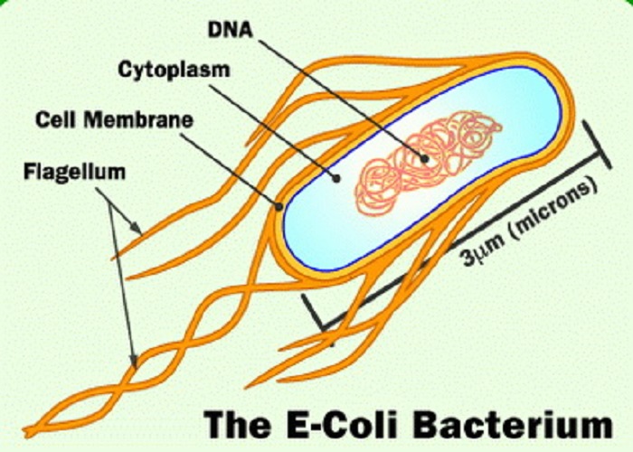 باکتری ئی کولی ساختار سلول
