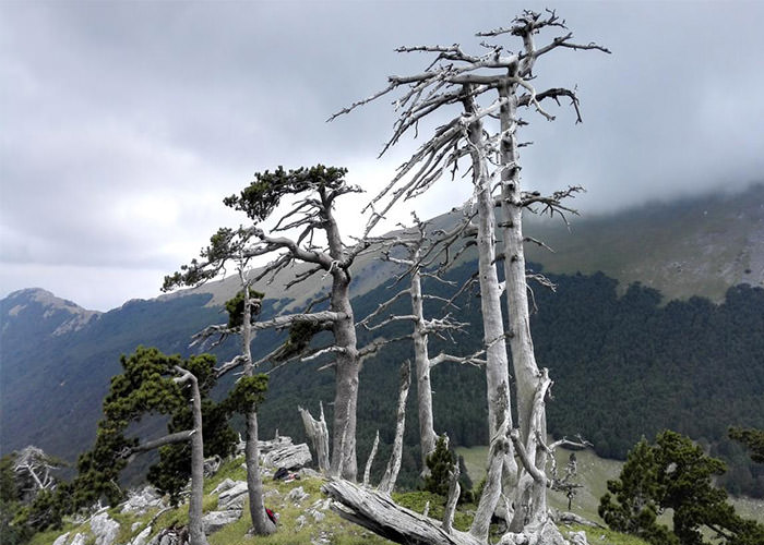 پیرترین درخت اروپا کاج هلدریش