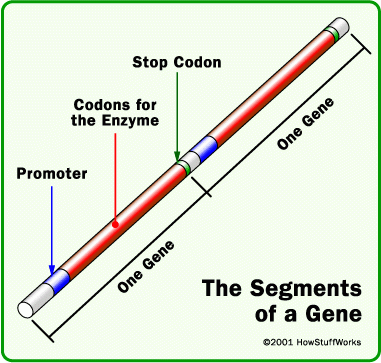 ساختار ژن