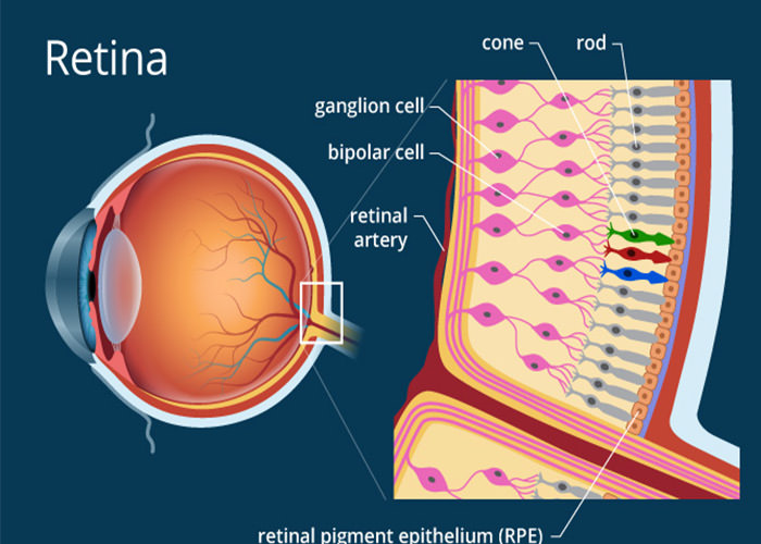 ساختار شبکیه چشم