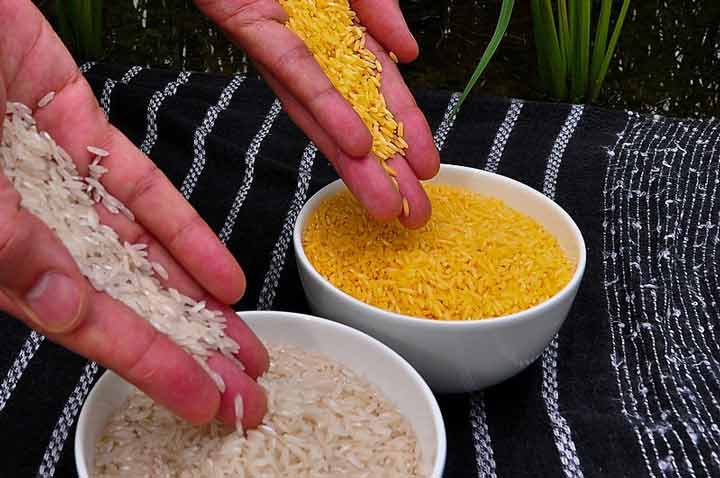 برنج طلایی