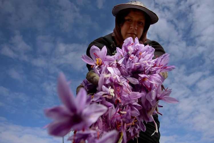 مرغوب ترین زعفران ایران در کدام شهر تولید می‌شود؟