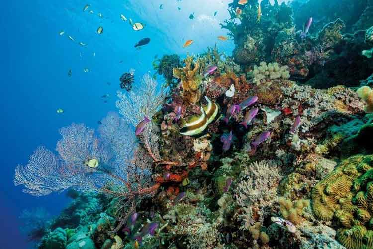 دیواره بزرگ مرجانی در معرض ششمین رویداد نزدیک به مرگ