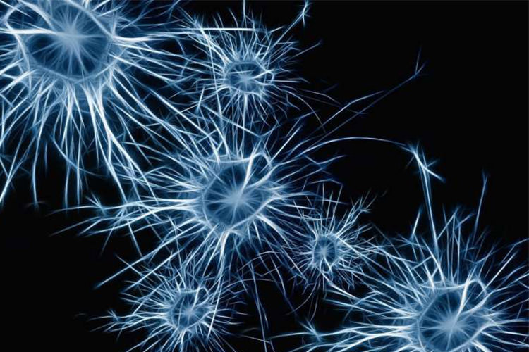 روشی برای تبدیل سلول‌های خونی انسان به نورون‌ های عملکردی 