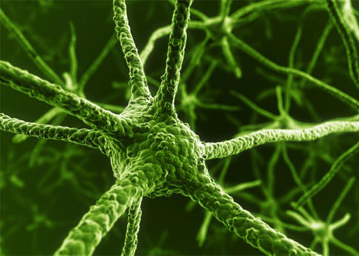 تبدیل سلول های ایمنی خون به نورون در انسان