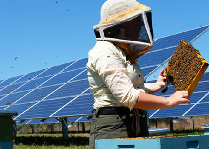 ایجاد زیستگاه های گرده افشانی در مزارع تولید برق از صفحات خورشیدی
