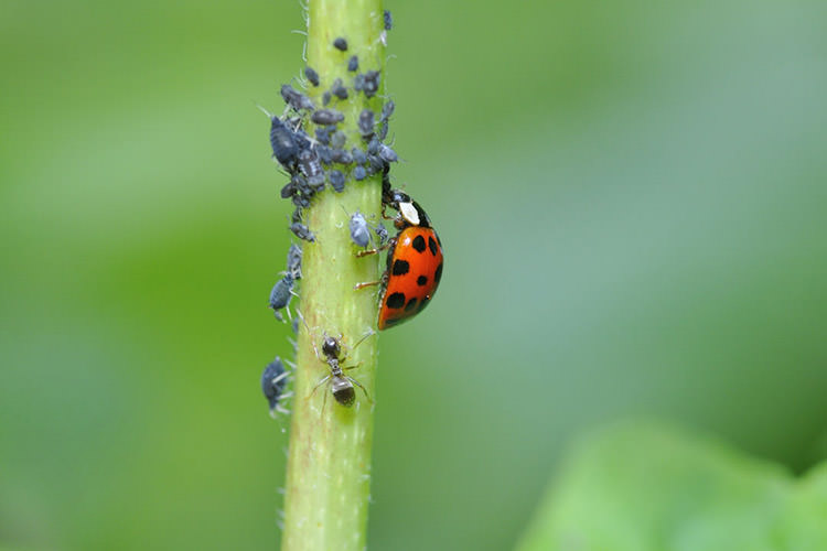 کفش‌دوزک / Ladybug