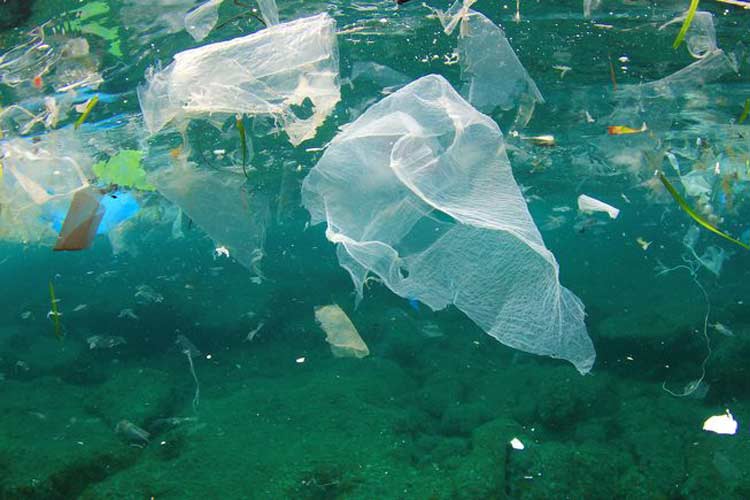 زباله‌های پلاستیکی جان بسیاری از پرندگان دریایی را تهدید می‌کند