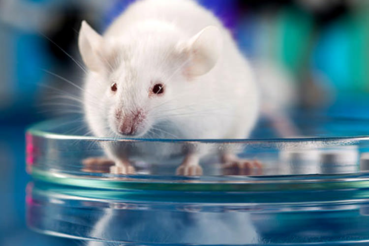 رشد مغزهای مینیاتوری انسانی درون جمجمه موش